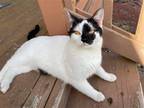 Adopt Sebastian a Black & White or Tuxedo Domestic Shorthair / Mixed (short