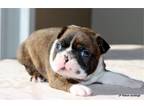 Beautiful and Healthy AKC Boston Terrier Puppies