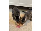 Pepper 2, Domestic Shorthair For Adoption In Phillipsburg, New Jersey