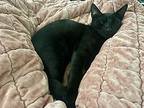 Uno, Domestic Shorthair For Adoption In St Augustine, Florida