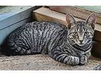 Marble, Domestic Shorthair For Adoption In Phillipsburg, New Jersey
