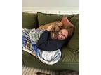 Rubi Provac, American Pit Bull Terrier For Adoption In Warwick, Rhode Island