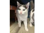Holly, Domestic Shorthair For Adoption In Greater Napanee, Ontario