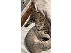Pearl, Tabby For Adoption In Howell, Michigan