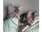 Rez, Tabby For Adoption In Howell, Michigan