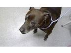 Winifred, Labrador Retriever For Adoption In Lincoln, Nebraska