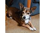 Hershey, Terrier (unknown Type, Small) For Adoption In Scottsdale, Arizona