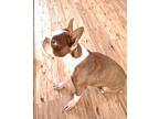 Tiny Bubbles - 4239 Florida, Boston Terrier For Adoption In Maryville, Tennessee