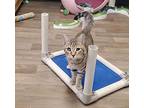 Kitten 26069 (dodger), Domestic Shorthair For Adoption In Parlier, California
