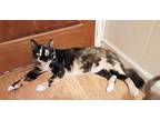 Joy, Calico For Adoption In Rutherfordton, North Carolina