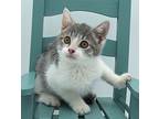 Omg Audree! Living Doll!, Turkish Van For Adoption In South Salem, New York