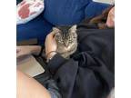 Speckles, Abyssinian For Adoption In Fort Worth, Texas