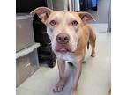 Sage, American Pit Bull Terrier For Adoption In Plainville, Connecticut