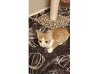 Georgie, Domestic Shorthair For Adoption In Trenton, Michigan