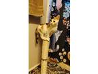 Abby, Calico For Adoption In Trenton, Michigan
