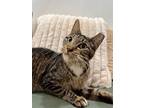 Austin Texas, Domestic Shorthair For Adoption In Provo, Utah