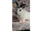 Esme, Lionhead For Adoption In Waynesboro, Virginia