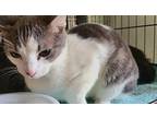 Brady, Domestic Shorthair For Adoption In Forty Fort, Pennsylvania