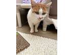 Willow, Domestic Shorthair For Adoption In San Luis Obispo, California