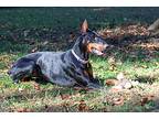 Lillet, Doberman Pinscher For Adoption In Greensboro, North Carolina