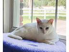 Tutti, Domestic Shorthair For Adoption In Lakeland, Florida
