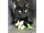 Bitsy, Domestic Shorthair For Adoption In Columbus, Ohio