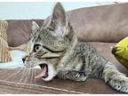 Ike, Domestic Shorthair For Adoption In Columbus, Ohio