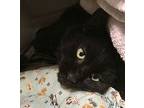 Buddy, Domestic Mediumhair For Adoption In Columbus, Ohio
