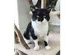 Tennessee Tuxedo, Domestic Shorthair For Adoption In Columbus, Ohio