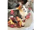 Granola, Domestic Shorthair For Adoption In Columbus, Ohio