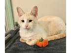 Miller, Siamese For Adoption In Columbus, Ohio