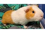 Twinky, Guinea Pig For Adoption In Gary, Indiana