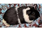 Luna, Guinea Pig For Adoption In Gary, Indiana