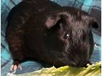 Tornado, Guinea Pig For Adoption In Gary, Indiana