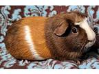 Nana, Guinea Pig For Adoption In Gary, Indiana
