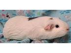 Sky, Guinea Pig For Adoption In Gary, Indiana