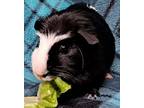 Chipotle, Guinea Pig For Adoption In Gary, Indiana