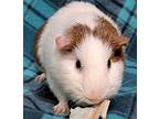 Rocky, Guinea Pig For Adoption In Gary, Indiana