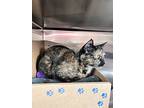 Delta, Domestic Shorthair For Adoption In Kelowna, British Columbia