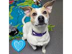 Luther, American Staffordshire Terrier For Adoption In Richmond, Virginia