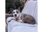 Secret, American Staffordshire Terrier For Adoption In Richmond, Virginia