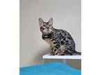 Mia, Bengal For Adoption In Powell River, British Columbia