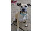 Flora, Labrador Retriever For Adoption In Shippenville, Pennsylvania