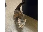 Meow Meow, Domestic Shorthair For Adoption In Merriam, Kansas