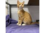 Colt, Domestic Shorthair For Adoption In Millbrook, Illinois