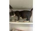 Boo, Domestic Shorthair For Adoption In Bolivar, Missouri