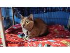 Willow, Domestic Shorthair For Adoption In Crocker, Missouri