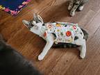Brioche, Domestic Shorthair For Adoption In Ripon, California