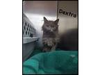 Dextra, Domestic Longhair For Adoption In Detroit Lakes, Minnesota