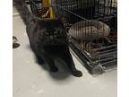 Yoda, Domestic Shorthair For Adoption In Detroit Lakes, Minnesota